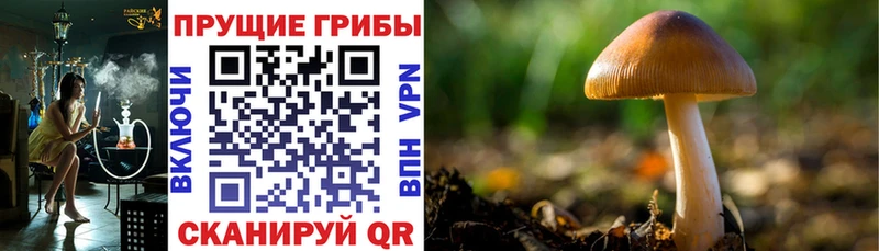 Галлюциногенные грибы Magic Shrooms  сколько стоит  Майский 